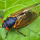 Illustration for article titled Why periodic cicadas emerge in prime-numbered years